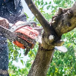 Arborist cutting a tree limb with a chain saw