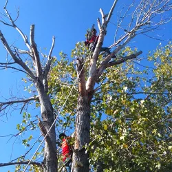 Arborists on a large tree cutting off larger branches