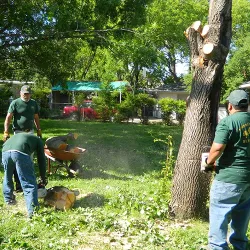 Workers removing a tree from a homeowner's backyard