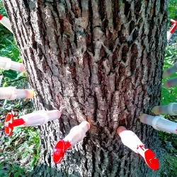 A tree with injected syringes sticking out. The chemical treats the tree 