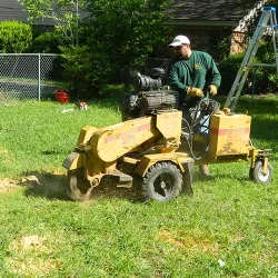 Arborist using a stump grinding machine to remove a tree stump from a residential yard