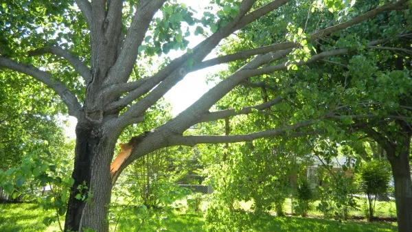 Bradford Pear Tree Removal