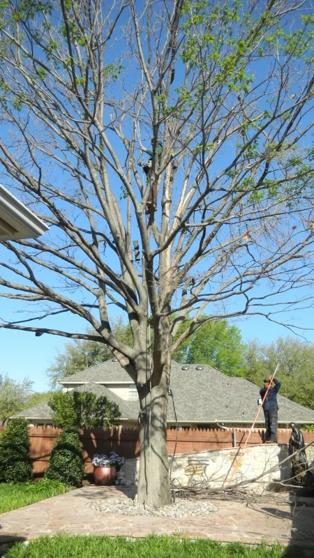 Large Red Oak Tree Removal