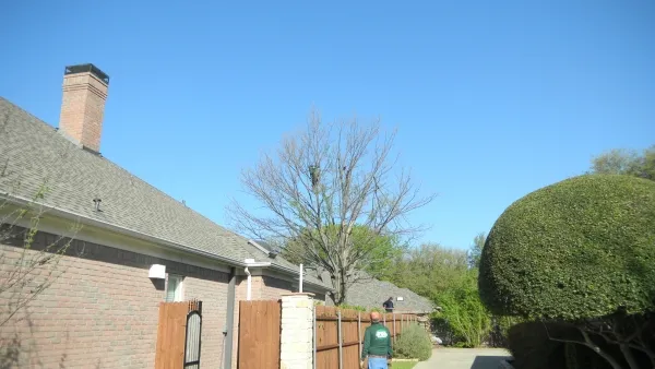 Large Red Oak Tree Removal