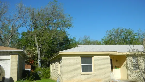 Large Hackberry Tree