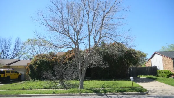 Tree / Shrubs Trimming