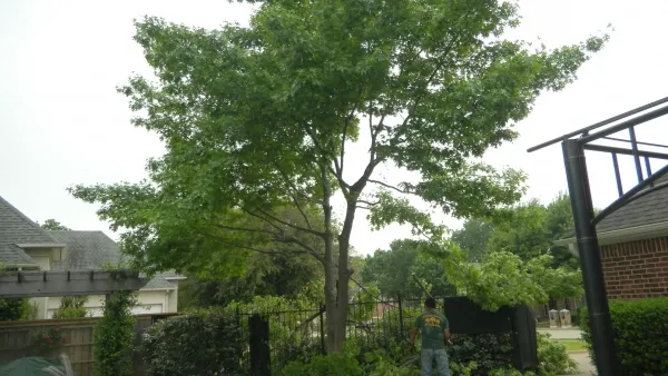 Big Tree Removal