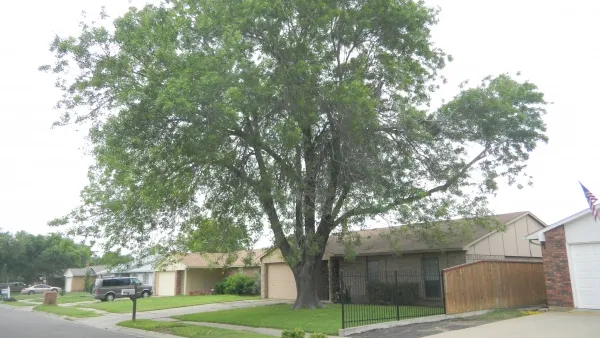 Large Ash Tree Trimming