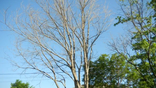 Silver Maple Leaf Tree Removal