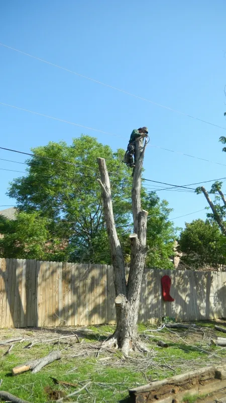 Silver Maple Leaf Tree Removal