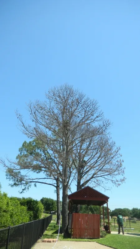 Tree Removal