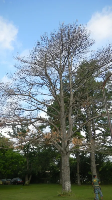 Large Pine Tree Removal