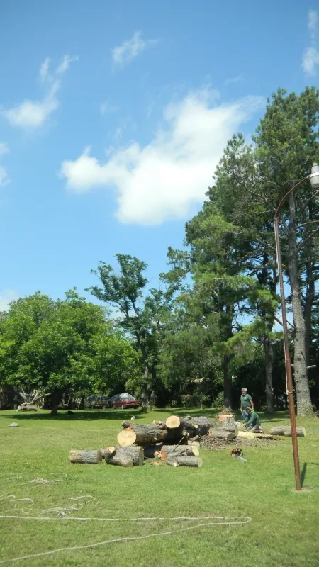 Large Pine Tree Removal