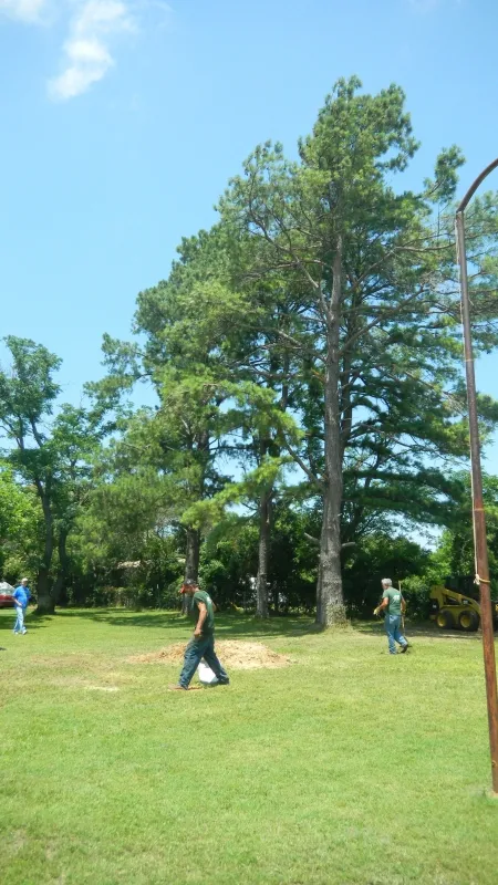 Large Pine Tree Removal