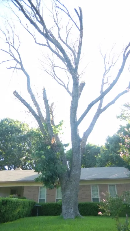 Large Silver Leaf Maple Removal