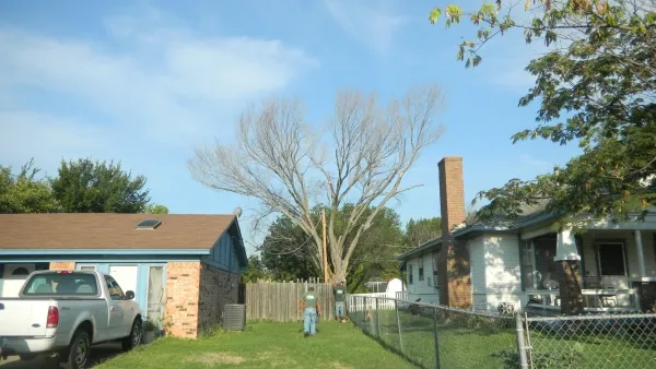 Elm Tree Removal