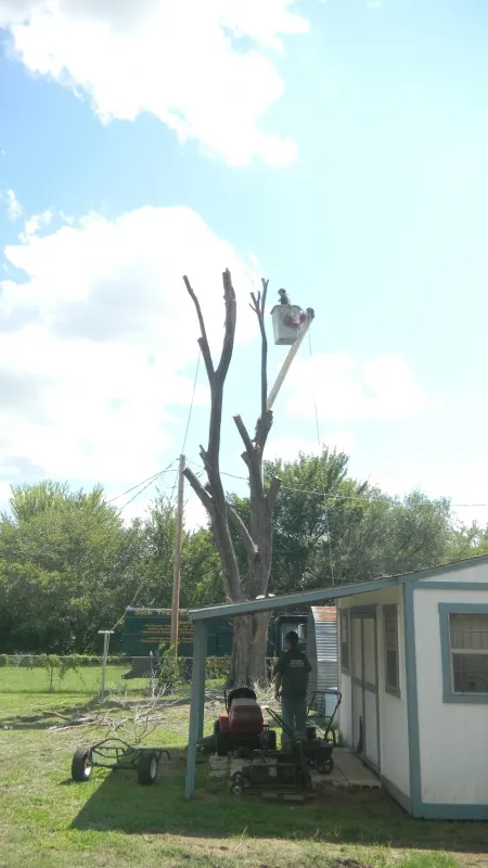 Elm Tree Removal