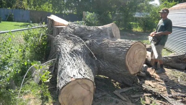Elm Tree Removal