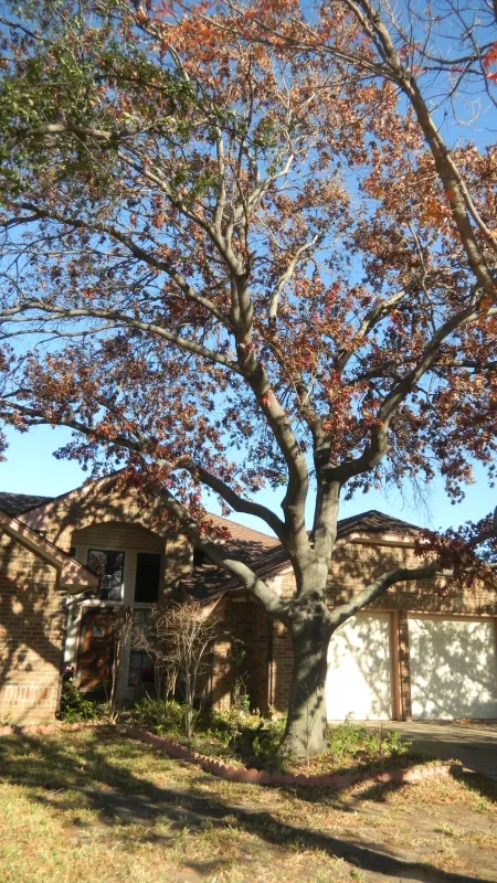 Dead Red Oak Tree Removal
