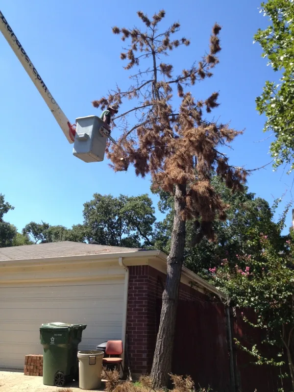 Dead Pine Tree Removal