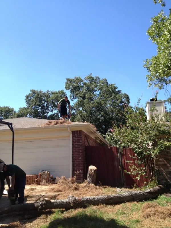 Dead Pine Tree Removal