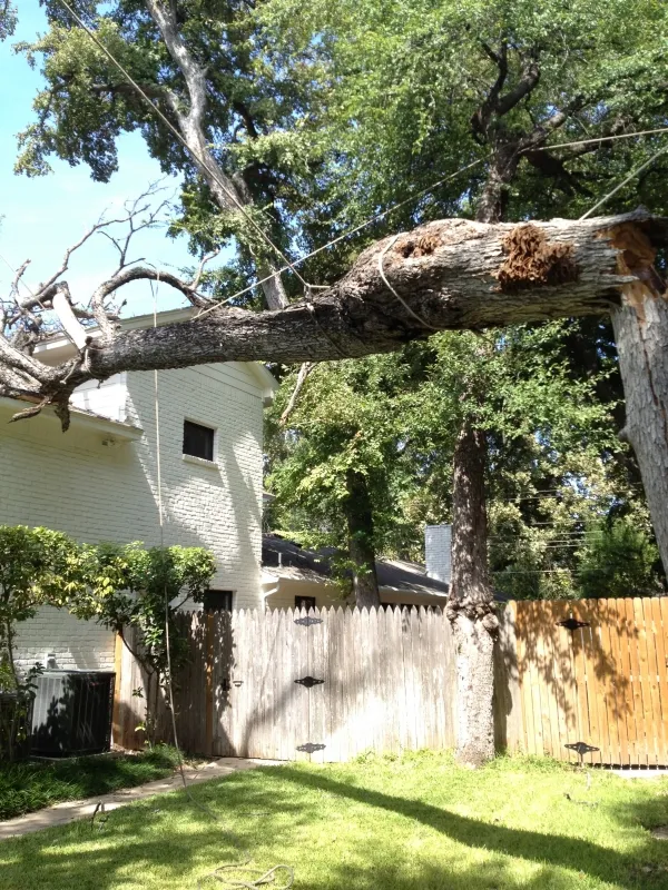 Emergency Tree Removal