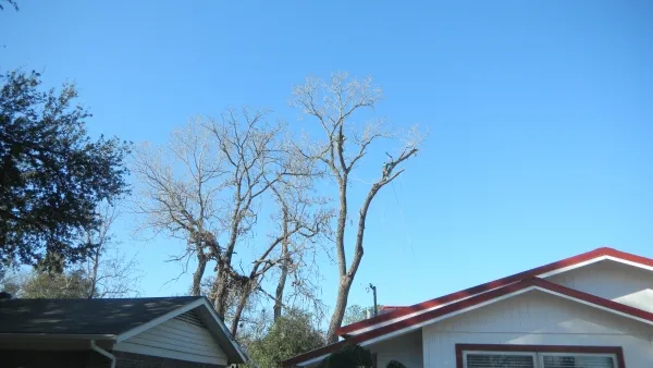 Large Cottonwood Tree Removal