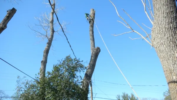 Large Cottonwood Tree Removal