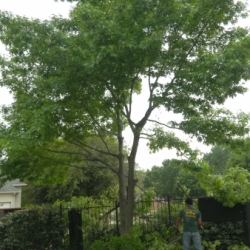 Big Tree Removal