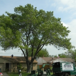 Large Ash Tree Removal