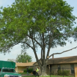 Large Ash Tree Removal
