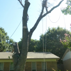 Large Silver Leaf Maple Removal