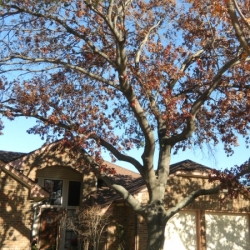 Large Red Oak Tree Removal