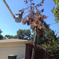 Pine Tree Removal