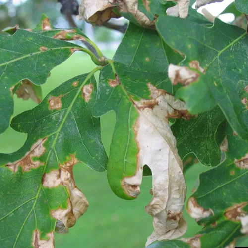 Tree Diseases