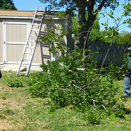 Tree Trimming